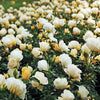 Rosa DR Popcorn Drift®