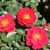 Rosa SH Oso Easy® Urban Legend®