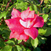 Rosa KO Knock Out® (Original Red)