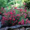 Rosa DR Red Drift®