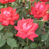 Rosa KO Double Knock Out® (Red)