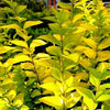 Ligustrum x Golden Ticket®