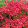 Berberis t. Sunjoy Neo®