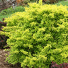 Berberis t. Sunjoy® Citrus