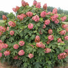 Hydrangea q. 'Munchkin'