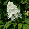 Hydrangea q. 'Snow Queen'