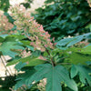Hydrangea q. 'Alice'