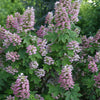 Hydrangea q. Gatsby Pink®