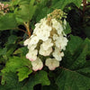 Hydrangea q. 'Pee Wee'