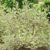 Cornus a. Sgt. Pepper™