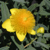 Hypericum f. 'Sunburst'