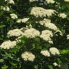 Viburnum d. 'Chicago Lustre'