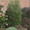 Rhamnus f. Fine Line®