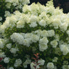 Hydrangea p. Bobo®