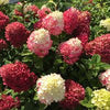 Hydrangea p. Little Lime Punch®