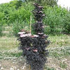 Sambucus n. Laced Up®
