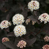 Physocarpus o. Diabolo®