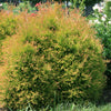 Thuja o. Fire Chief™