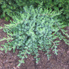 Juniperus c. 'Blue Pacific'