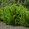 Juniperus c. 'Sea Green'