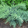 Juniperus c. 'Nick's Compacta'