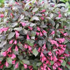 Weigela f. Midnight Wine Shine®