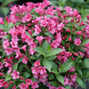 Weigela f. Snippet® Dark Pink