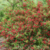 Weigela f. Sonic Bloom® Red