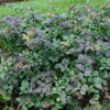 Spiraea m. Double Play® Blue Kazoo®