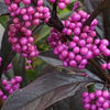 Callicarpa x Pearl Glam®