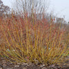 Cornus s. Arctic Fire® Yellow