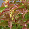 Diervilla Kodiak® Orange
