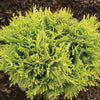 Thuja o. Anna's Magic Ball®