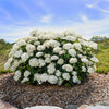 Hydrangea a. FlowerFull®