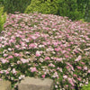 Spiraea j. 'Little Princess'