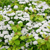 Spiraea b. Glow Girl®