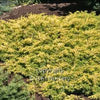 Juniperus conferta 'All Gold'