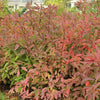 Itea v. 'Henry's Garnet'