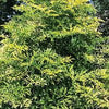 Sambucus n. Golden Tower®