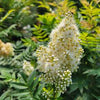 Sorbaria s. 'Sem'