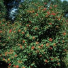 Viburnum x r. 'Alleghany'