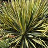 Yucca f. 'Color Guard'