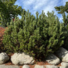 Pinus mugo 'Pumilio'