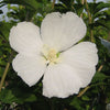Hibiscus s. 'Diana'