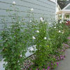 Hibiscus s. White Pillar®