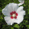 Hibiscus s. 'Red Heart'