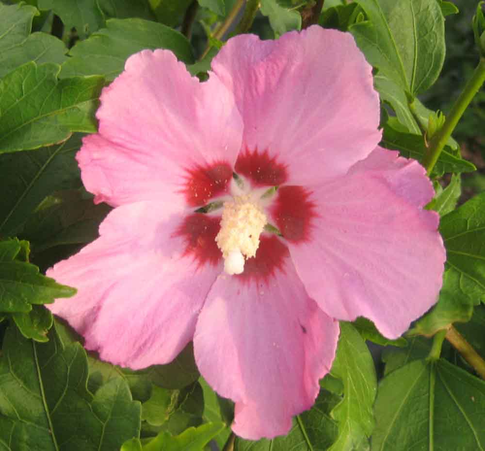 Hibiscus s. 'Aphrodite'