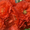 Chaenomeles Double Take® Orange