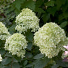 Hydrangea p. Little Lime®