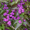 Callicarpa d. 'Early Amethyst'